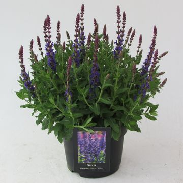Salvia nemorosa SENSATION DEEP BLUE