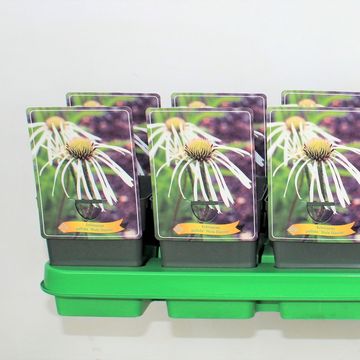 Echinacea pallida 'Hula Dancer'