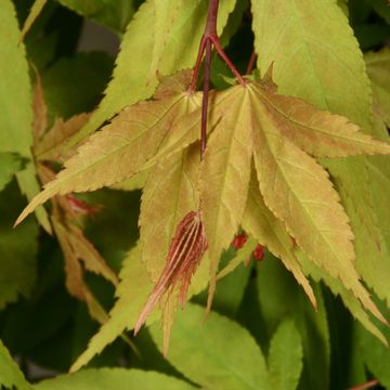 Acer palmatum 'Ôsakazuki'
