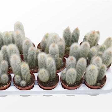 Cleistocactus straussii