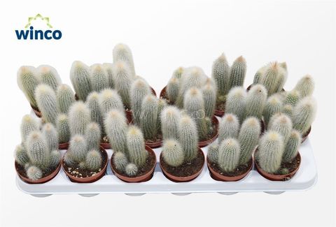 Cleistocactus straussii