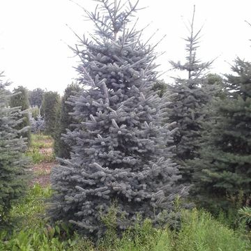 Picea pungens 'Blue Diamond'