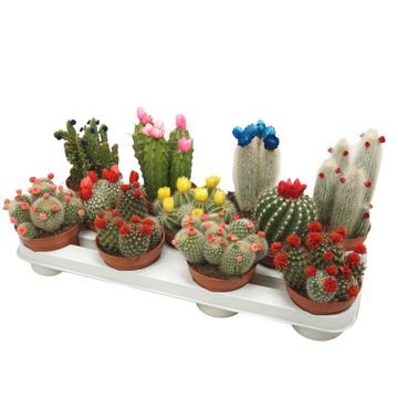 Cactus MIX