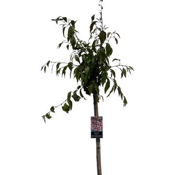 Prunus serrulata 'Kiku-shidare'