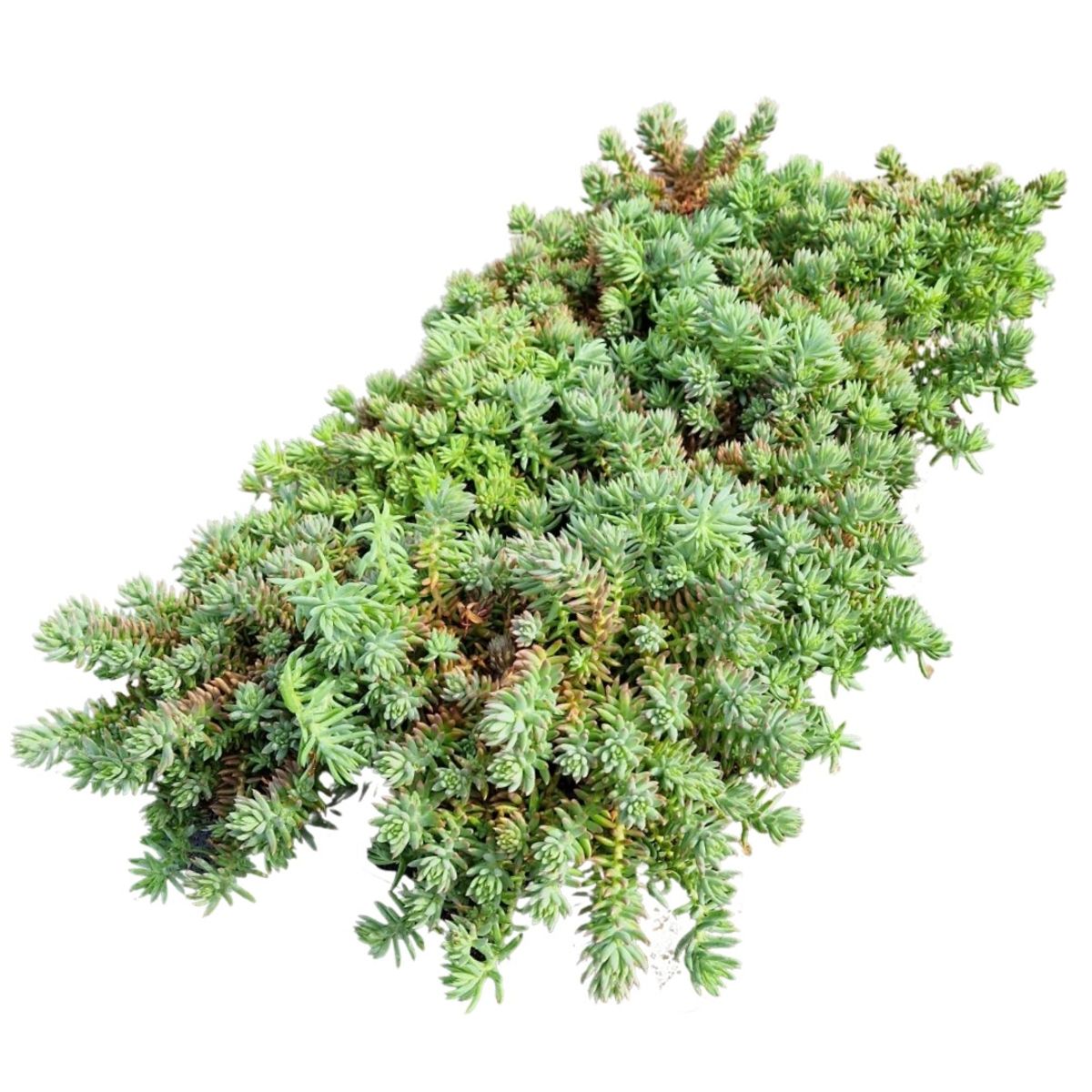 Sedum reflexum 'Blue Spruce' — Plant Wholesale FlorAccess