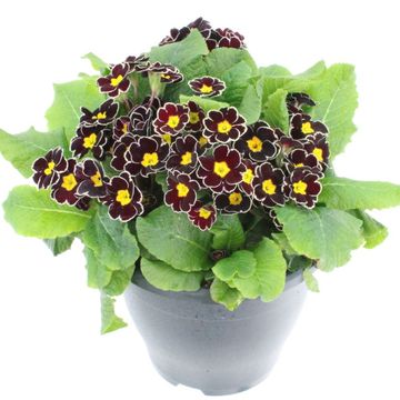 Primula 'Mister Black Laced'