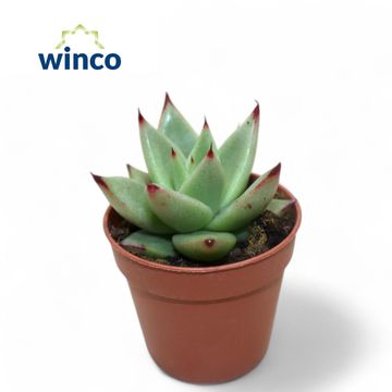 Echeveria agavoides 'Ebony'