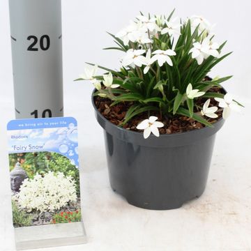 x Rhodoxis FAIRY SNOW