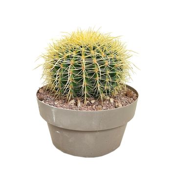 Echinocactus grusonii