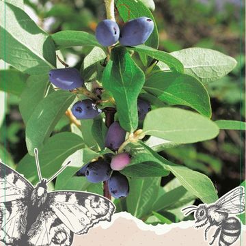 Lonicera caerulea BLUE FOREST