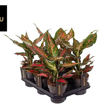 Aglaonema 'Strawberry Baby'