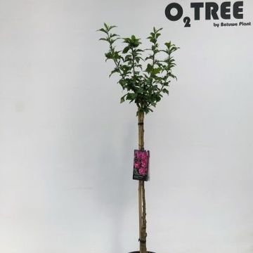 Hibiscus syriacus 'Woodbridge'