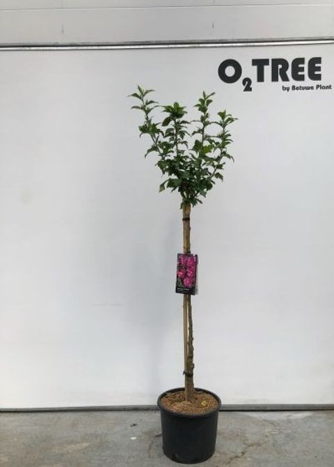 Hibiscus syriacus 'Woodbridge'