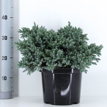 Juniperus squamata 'Blue Star'