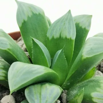 Haworthia mutica 'Byakuya'