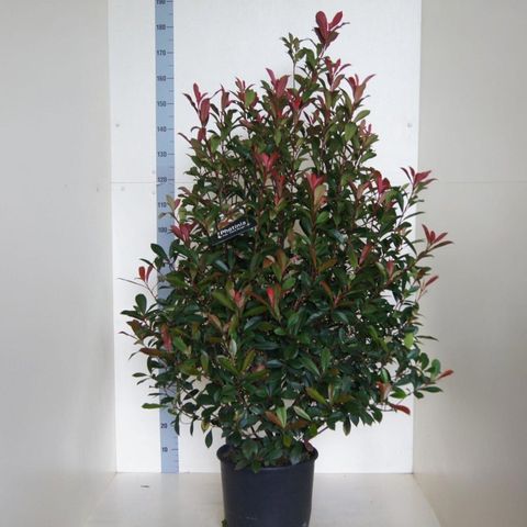Photinia x fraseri CARRÉ ROUGE