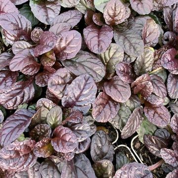 Ajuga reptans 'Atropurpurea'