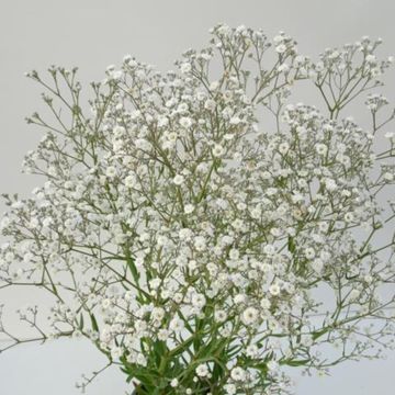 Gypsophila 'Festival White'