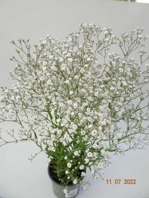 Gypsophila 'Festival White'