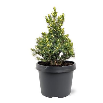 Picea glauca 'Rainbow's End'