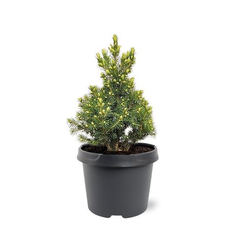 Picea glauca 'Rainbow's End'