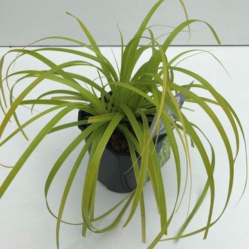 Carex oshimensis EVERCOLOR EVERILLO