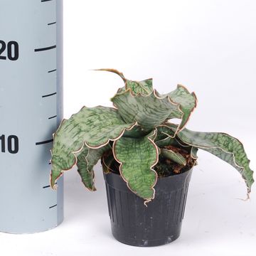 Sansevieria kirkii 'Silver Blue'