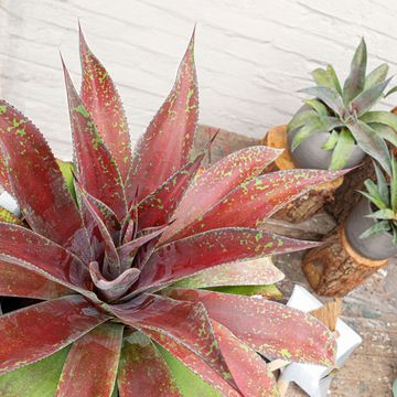 x Mangave 'Mission to Mars'