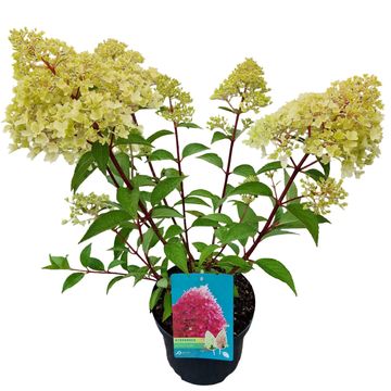 Гидрангея метельчатая PETITE FLORI