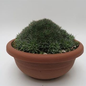 Deuterocohnia brevifolia