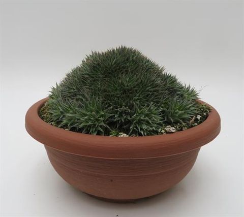 Deuterocohnia brevifolia