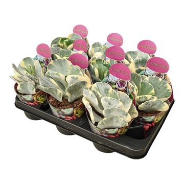 Cotyledon orbiculata 'Undulatum Variegata'