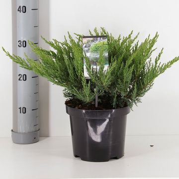 Juniperus sabina 'Tamariscifolia'