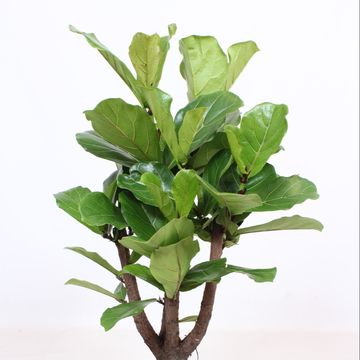 Ficus lyrata