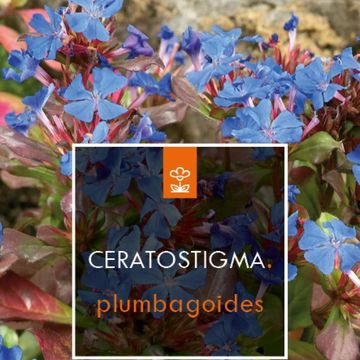 Ceratostigma plumbaginoides