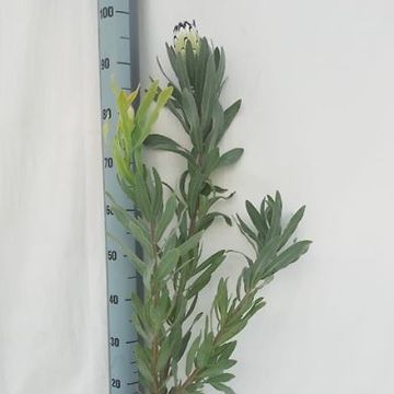 Protea neriifolia 'Cream Mink'