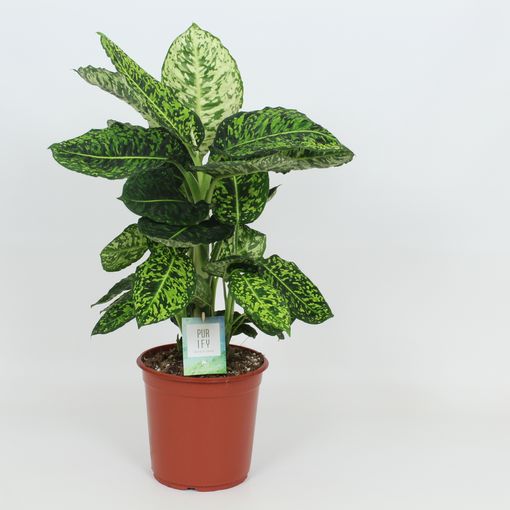 Dieffenbachia 'Reflector'