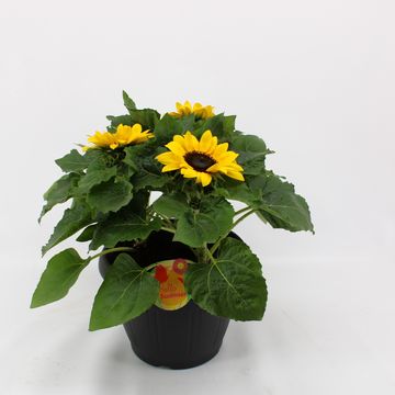 Подсолнечник однолетний 'Sunsation'