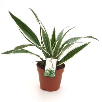Dracaena fragrans 'White Stripe'