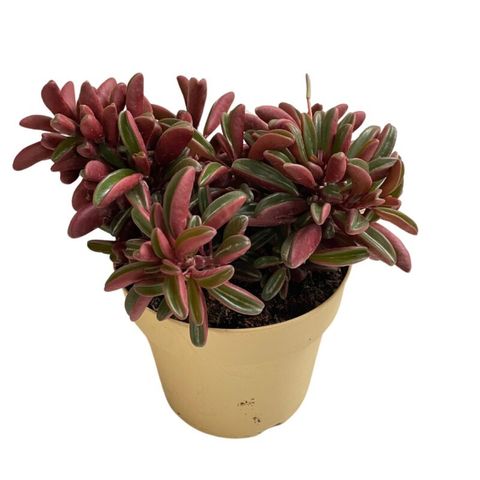 Peperomia rotundifolia 'Fire Sparks'