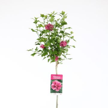 Hibiscus syriacus 'Duc de Brabant'