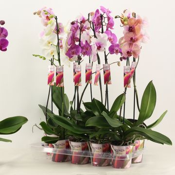 Phalaenopsis MIX