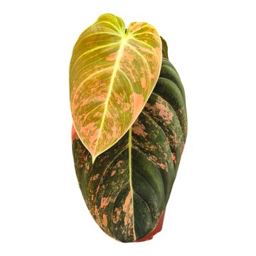 Philodendron melanochrysum 'Variegata'