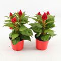 Celosia argentea KELOS FIRE RED