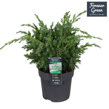 Juniperus chinensis 'Blue Alps'