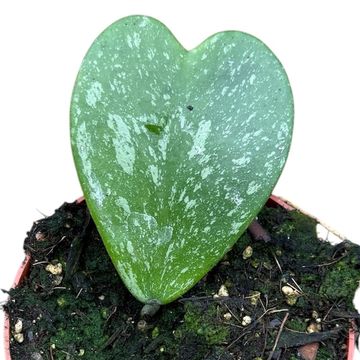 Hoya kerrii 'Splash'