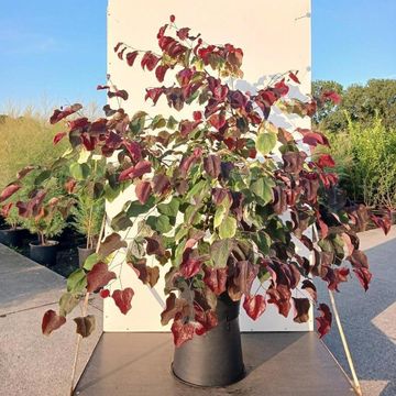 Cercis canadensis CAROLINA SWEETHEART