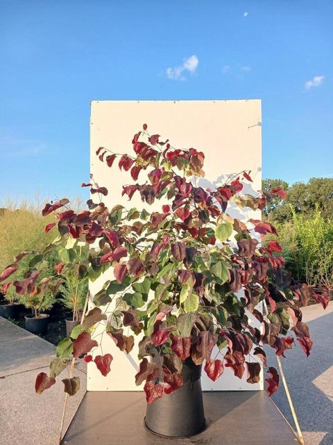 Cercis canadensis CAROLINA SWEETHEART