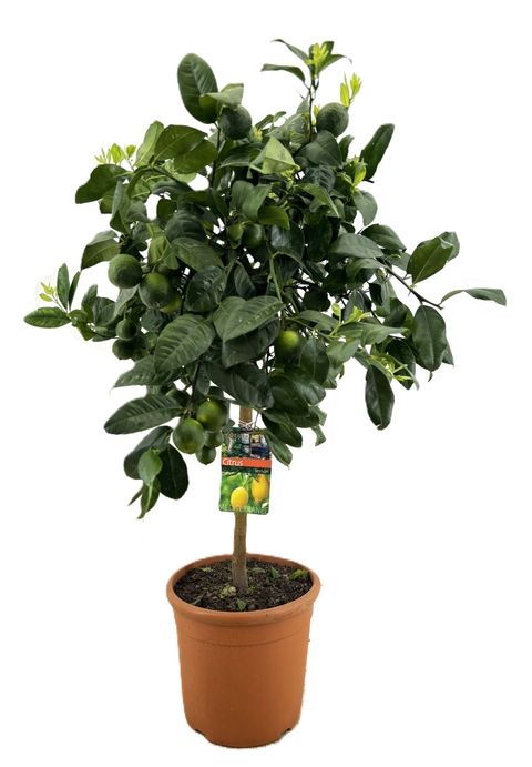 Citrus x meyeri 'Meyer'