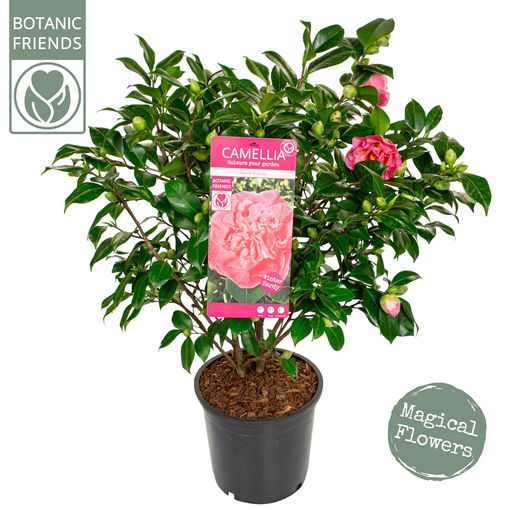 Camellia japonica 'Marie Bracey'